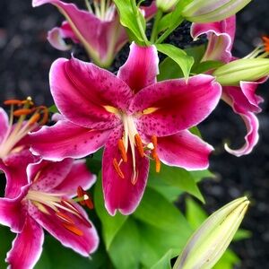 Meet your Posher, Tammy